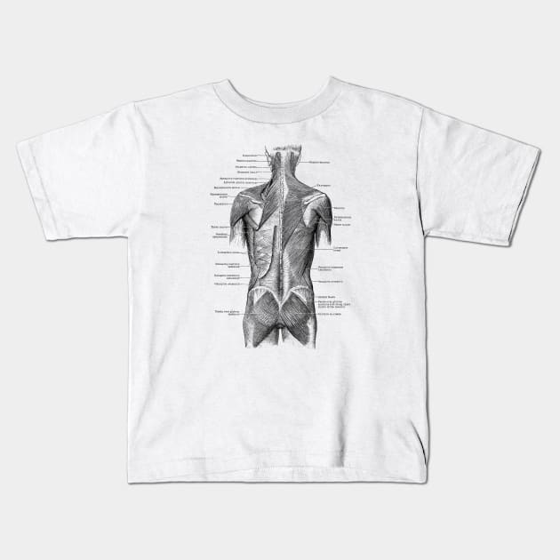 Human Muscular System - Back and Glutes - Vintage Anatomy Kids T-Shirt by Vintage Anatomy Prints